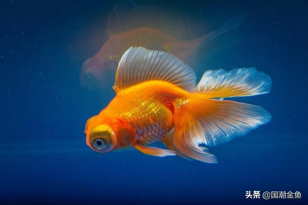 中国金鱼大盘点——这种品种的金鱼竟价值60万？