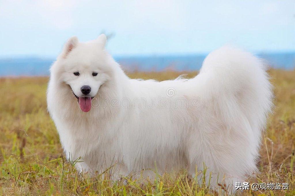 白毛狗的品种有很多，那都有哪些白毛狗品种呢？