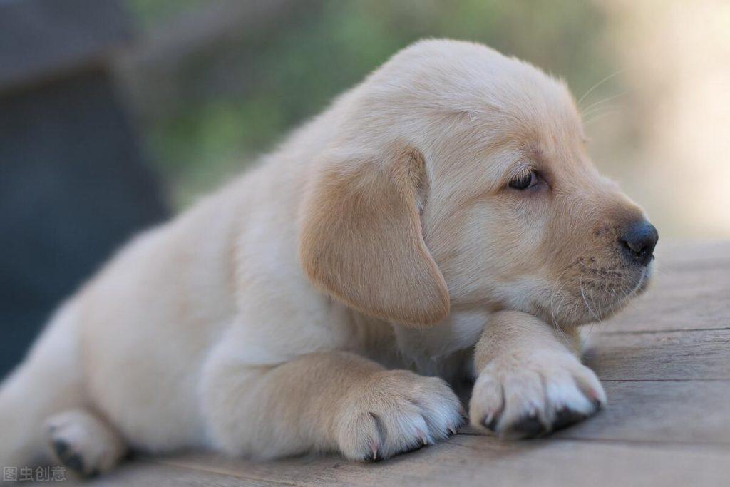 怎么知道狗狗是否生病？从狗狗异常动作和症状了解狗狗身体疾病信号