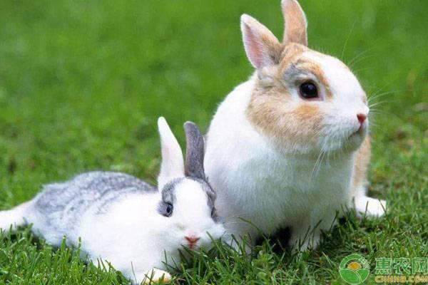 兔子多大可以繁殖？一年能繁殖几次？