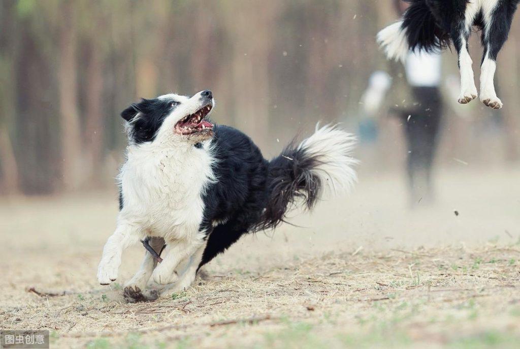 犬种科普介绍：边境牧羊犬飞盘狗狗