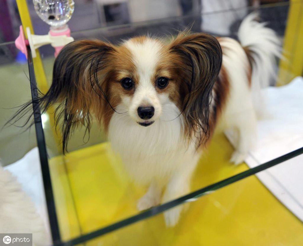 纯种的蝴蝶犬如何辨别？需要掌握这几个技巧
