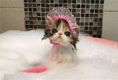 洗澡篇：猫咪洗澡误区你知道几个？弄巧成拙的话还容易生病