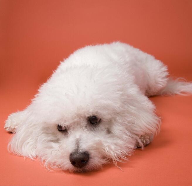 比熊犬有这7大迹象，说明时间不多了！