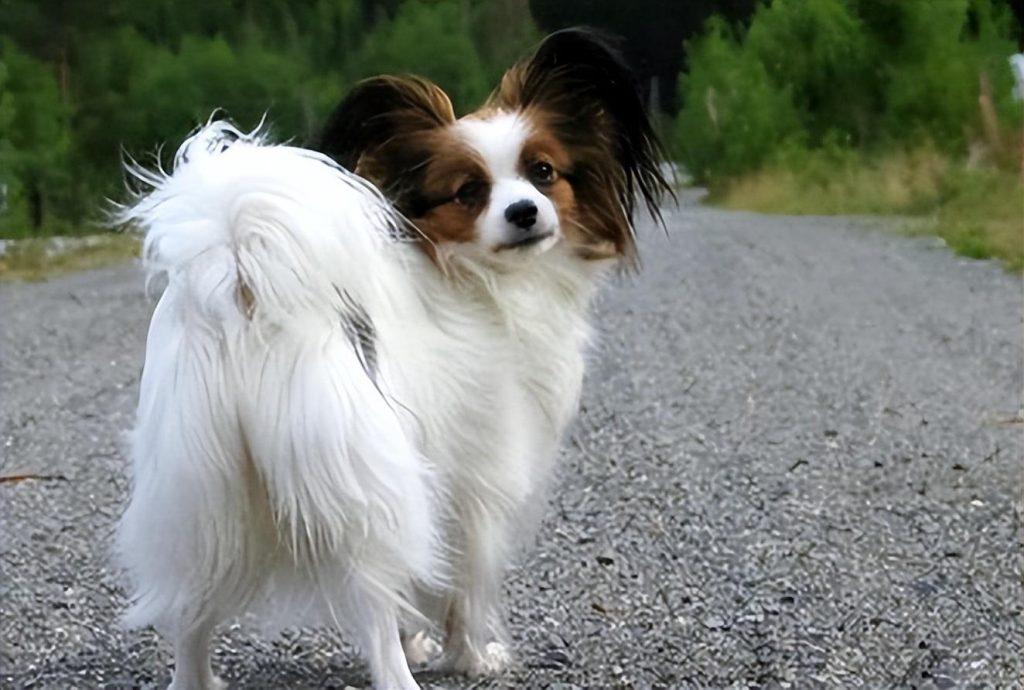 美艳小巧的蝴蝶犬，有这些优缺点你能接受吗？你想养吗？