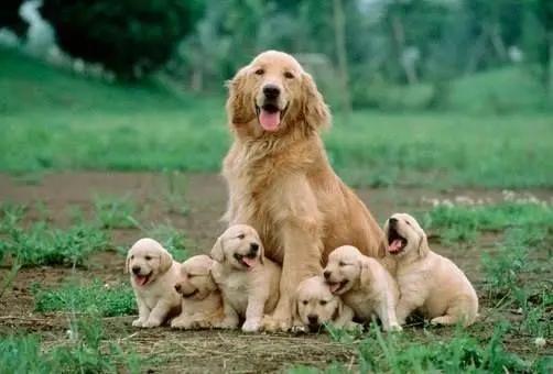 金毛纯种犬和串串犬的6个区别，你清楚了吗？