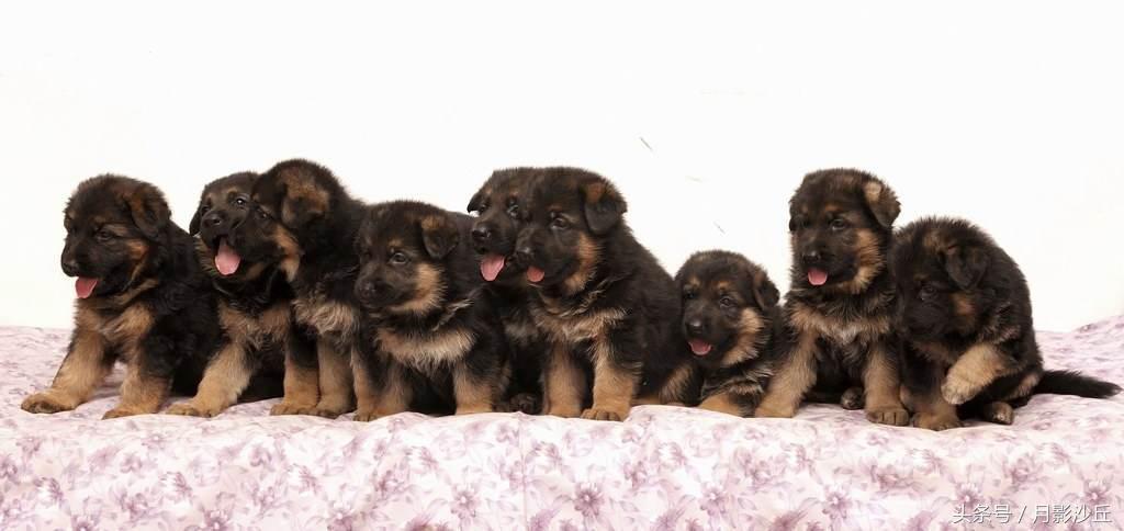 德国牧羊犬得了咳嗽我们要怎么办？应采取措施，查出病因，才能对症治疗