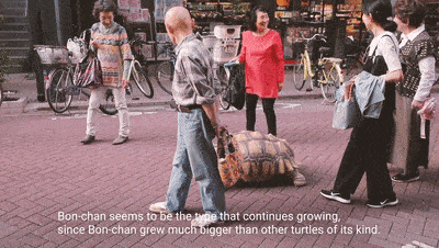 苏州女子遇见40厘米巨龟，专家竟说既是保护动物，也是入侵物种？
