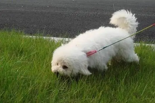 比熊犬有这6个迹象，说明它已经有了异食癖，需要补充微量元素