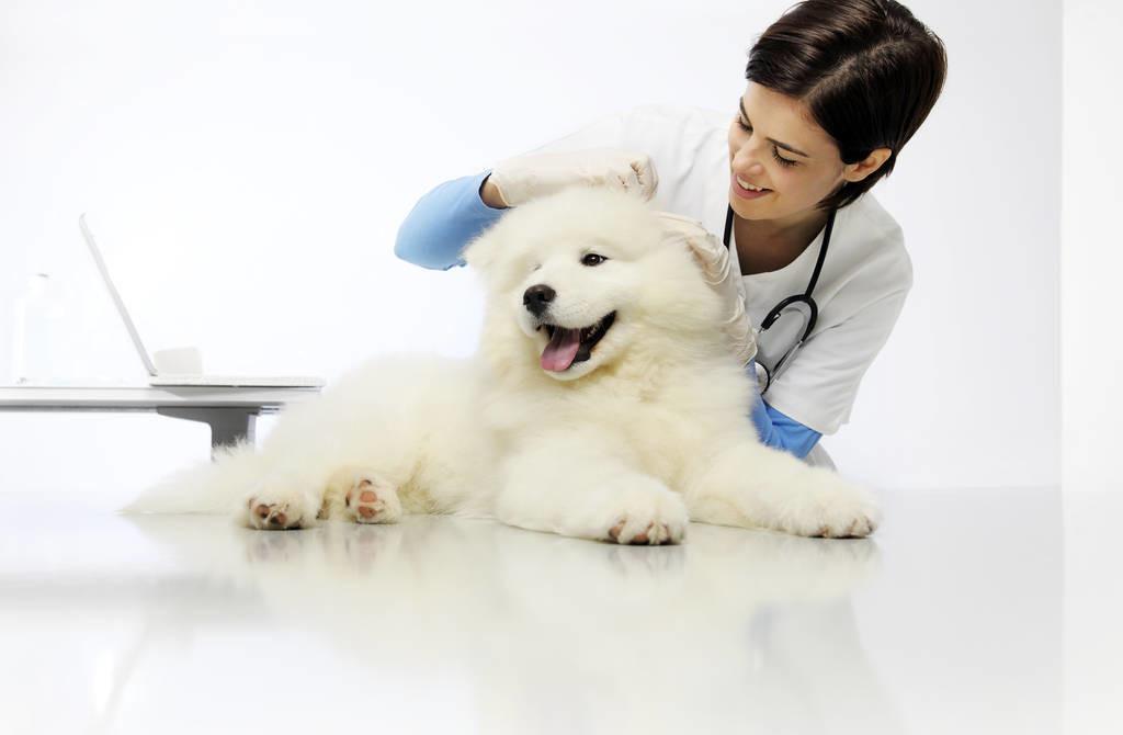 怎么判断狗狗打没打疫苗？这4种方法可以快速鉴别