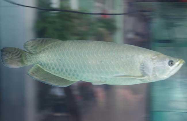 水温对银龙鱼的影响：养银龙鱼水温多少合适？