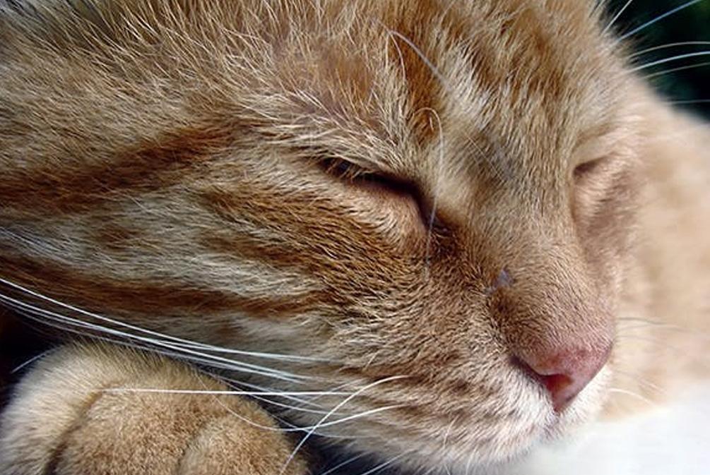 猫咪患上哮喘无法治愈？猫哮喘和支气管炎的迹象分别是什么？