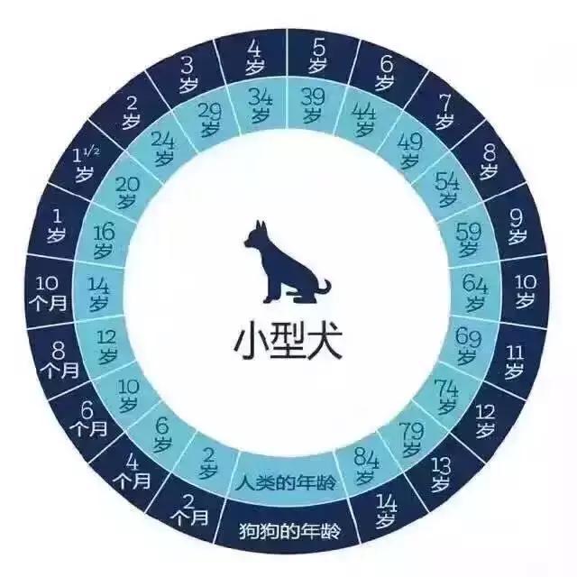 如何判断泰迪犬老了没？附有狗狗年龄的对照表