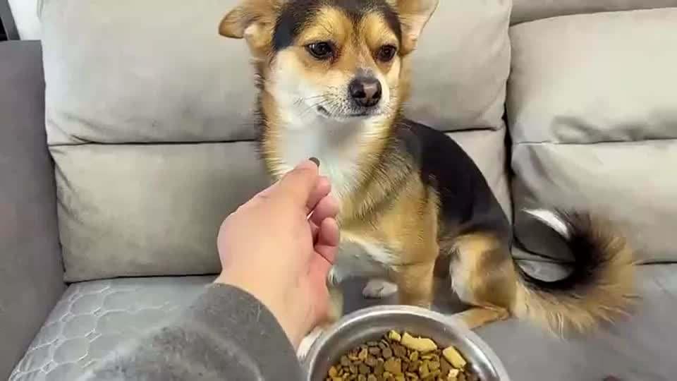 狗狗挑食怎么办?教你几招,快速纠正挑食的坏习惯 狗狗挑食怎么办?教你几招,快速纠正挑食的坏习惯
