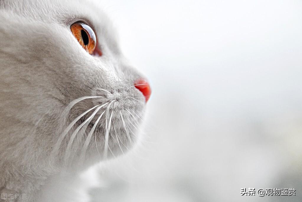 异瞳白猫并不罕见，但异瞳白猫是什么品种？一般是山东狮子猫或中华田园猫