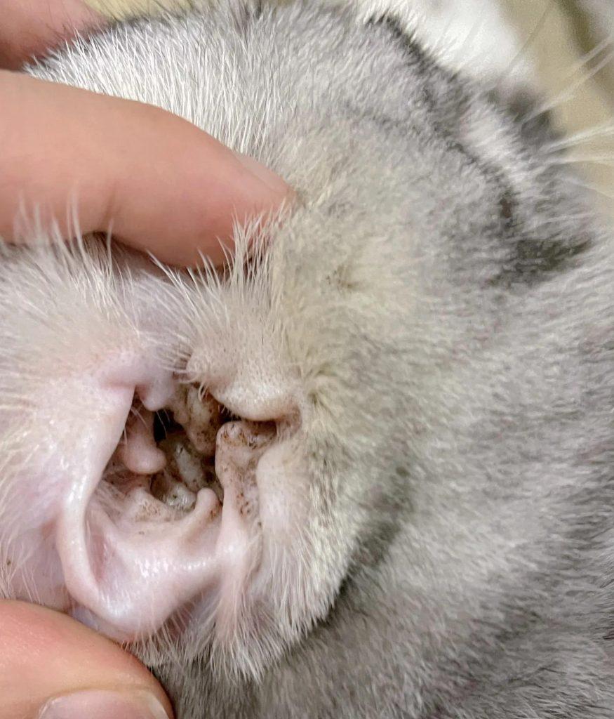 新手养猫一定要关注自己猫耳朵的状况：耳螨的治疗之路
