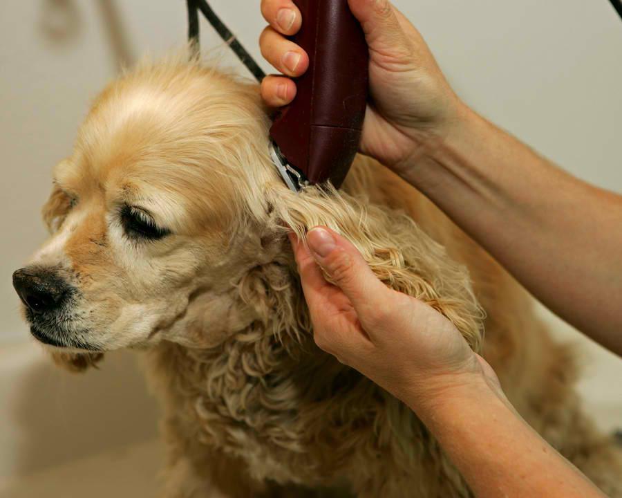 狗狗毛发打结，不开结就变死结，怎么解开毛发打结？三种程度毛结这样开！