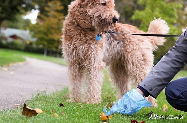 为什么狗狗拉绿色便便？是得了结肠炎？原因可能是这几种