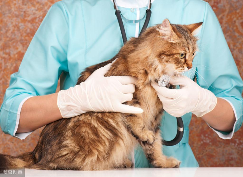 猫咪尿液检查知识 | 在家给猫咪采尿的注意事项