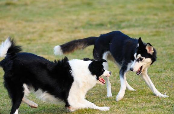 如何养好一只边境牧羊犬？下面这几件事，主人都做到了吗