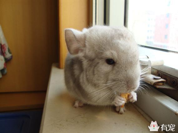 龙猫生病有什么好的护理技巧能够缓解它的病痛？龙猫生病时的养护技巧
