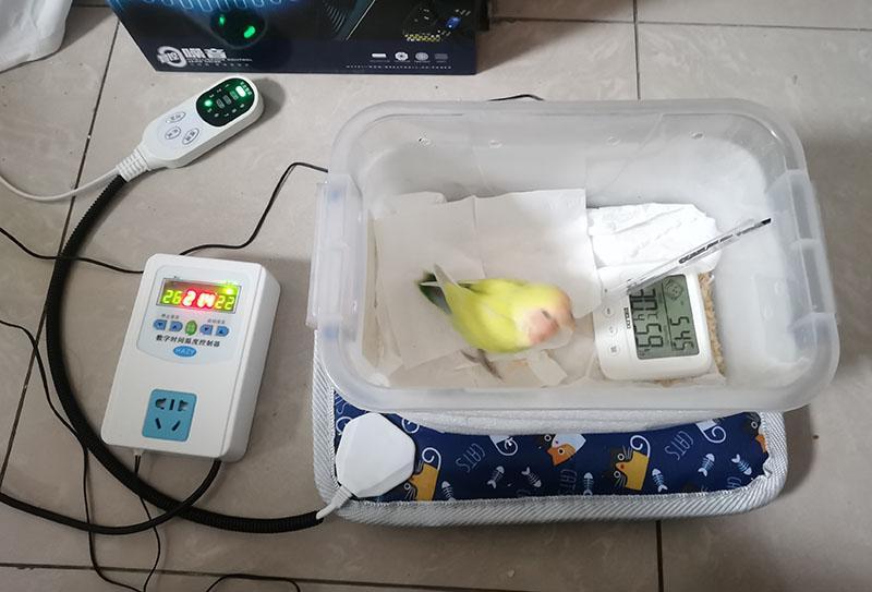 鹦鹉雏鸟保暖6大办法，这样做温度持续，操作也简单，适合雏鸟的舒适家