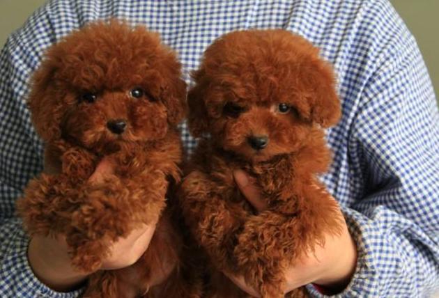 泰迪犬总共有多少种颜色?泰迪那么多种颜色,你会喜欢哪一种? 泰迪犬总共有多少种颜色?泰迪那么多种颜色,你会喜欢哪一种?