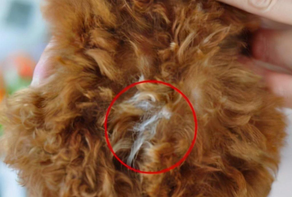 泰迪犬长白毛怎么办?狗狗长白毛的原因 泰迪犬长白毛怎么办?狗狗长白毛的原因