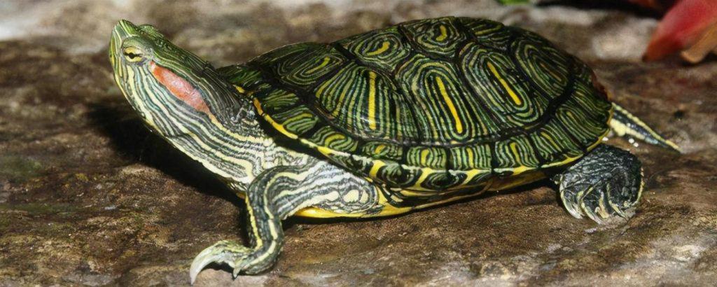 乌龟能活那么久？绝大多数的乌龟寿命20-30年左右