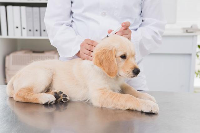 狗狗犬瘟热的传染性有多强？怎么区分感冒和犬瘟热？