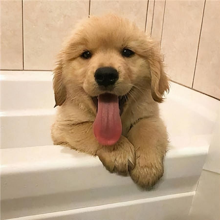 金毛犬呕吐的原因是什么?该怎么办? 金毛犬呕吐的原因是什么?该怎么办?