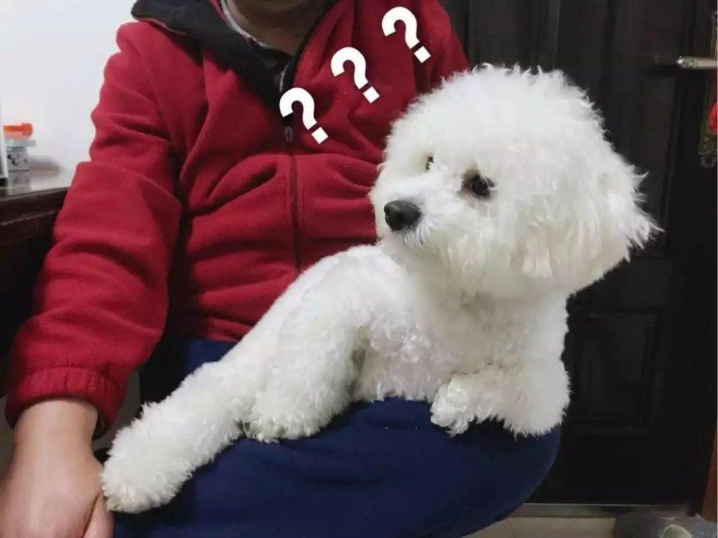 比熊犬怎么喂养？脆弱肠胃要谨慎对待，学会六点后正确饲养