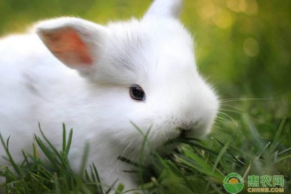 2023年兔子最新价格多少钱一只？兔子最新价格