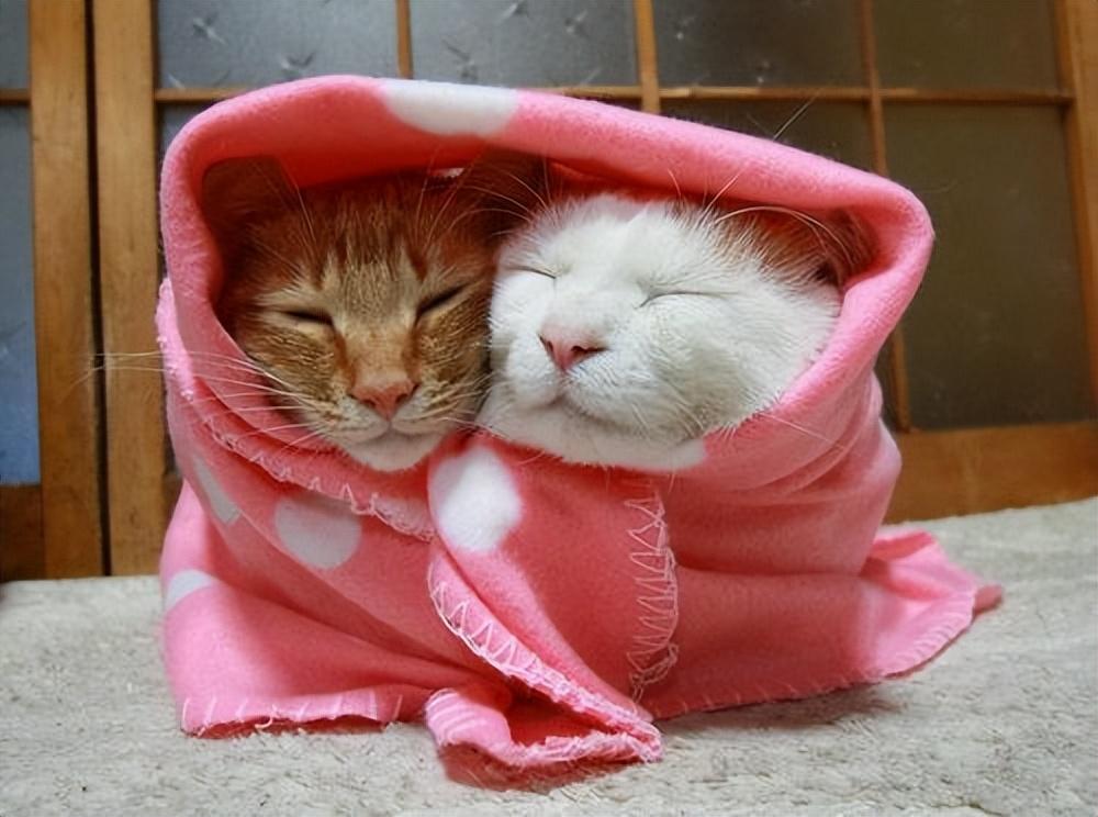 猫咪其实是很“怕冷”的，分享这些保暖技巧，很实用！