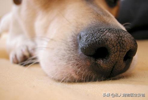 狗狗鼻头颜色由深变浅是病了吗？狗狗鼻头变色是什么原因导致的呢？