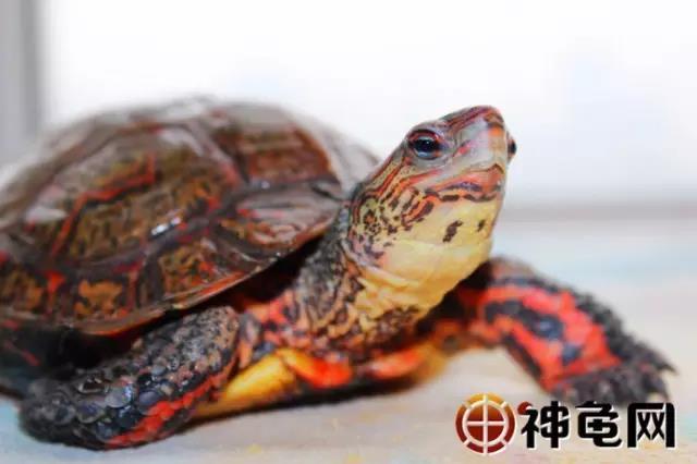 洪都拉斯木纹龟：“霸道总裁”专款