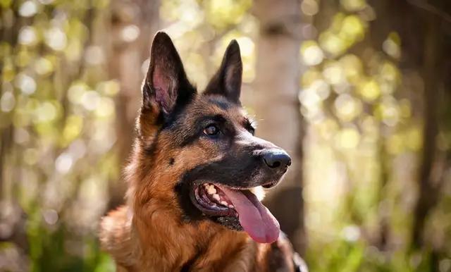 优秀的德国牧羊犬：在全世界享有盛名，你喜欢德牧吗？