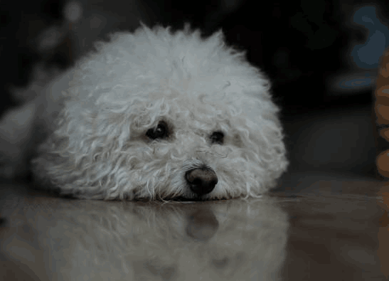 比熊犬有这7大迹象，说明时间不多了！