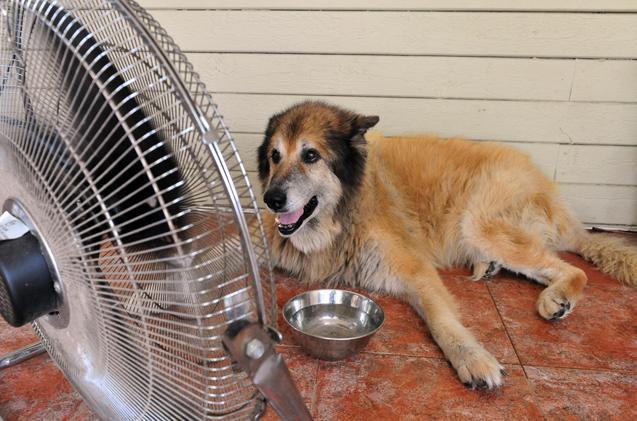 夏日狗狗防中暑：主人必知的防暑降温措施