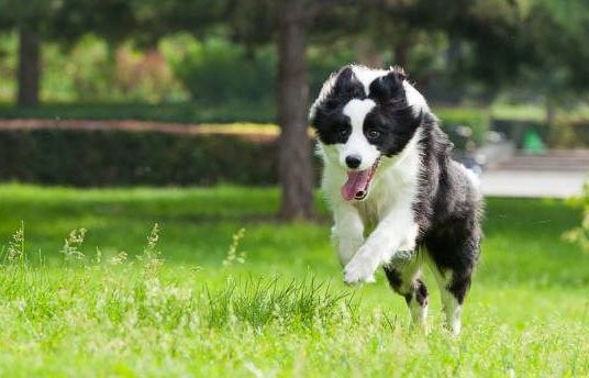 如何养好一只边境牧羊犬？下面这几件事，主人都做到了吗