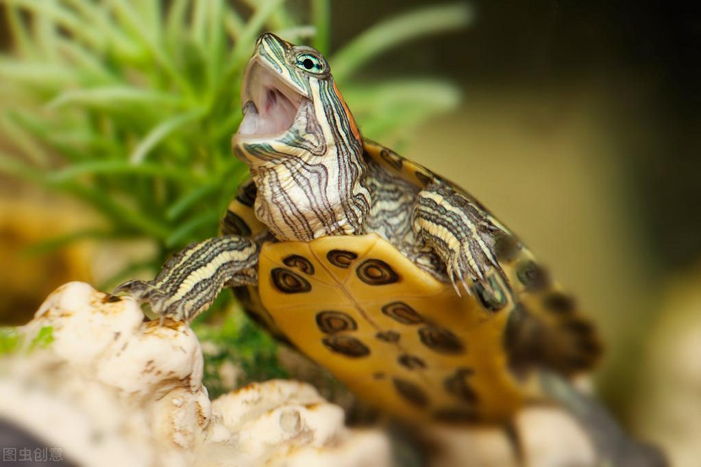 晒台对乌龟有多重要？养乌龟怎么选晒台？