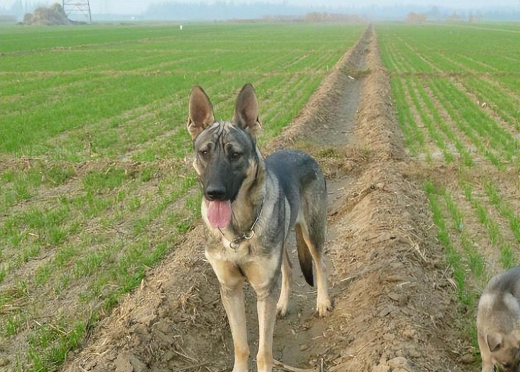 为什么养狗最好养狼青犬？因为养过的人都知道