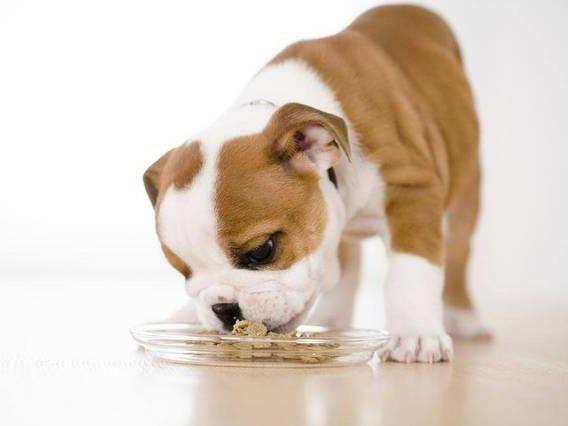 一个月的狗狗该如何喂养，你还在担心如何照顾吗？