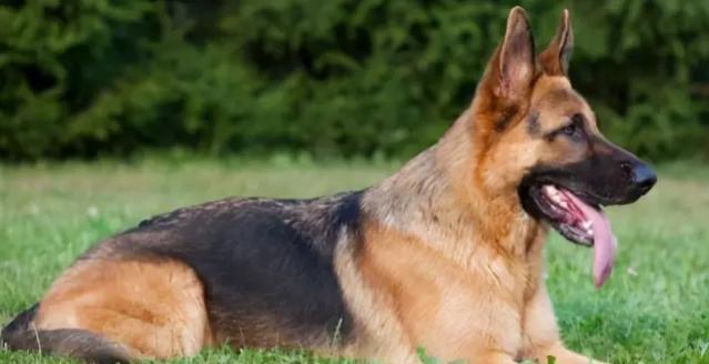 优秀的德国牧羊犬：在全世界享有盛名，你喜欢德牧吗？