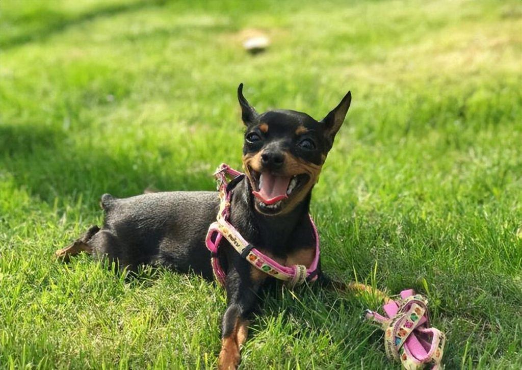 养哪种狗狗比较好？小鹿犬好养吗？