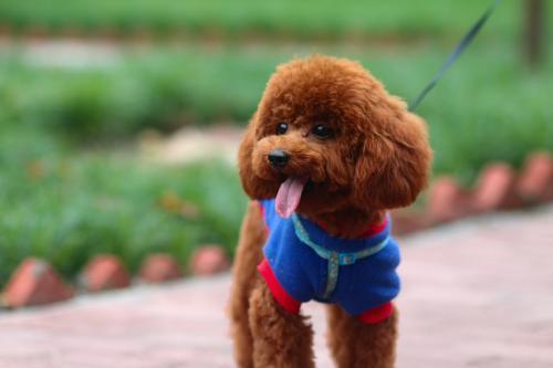 泰迪发情是怎么样的?泰迪犬发情时的几大行为 泰迪发情是怎么样的?泰迪犬发情时的几大行为