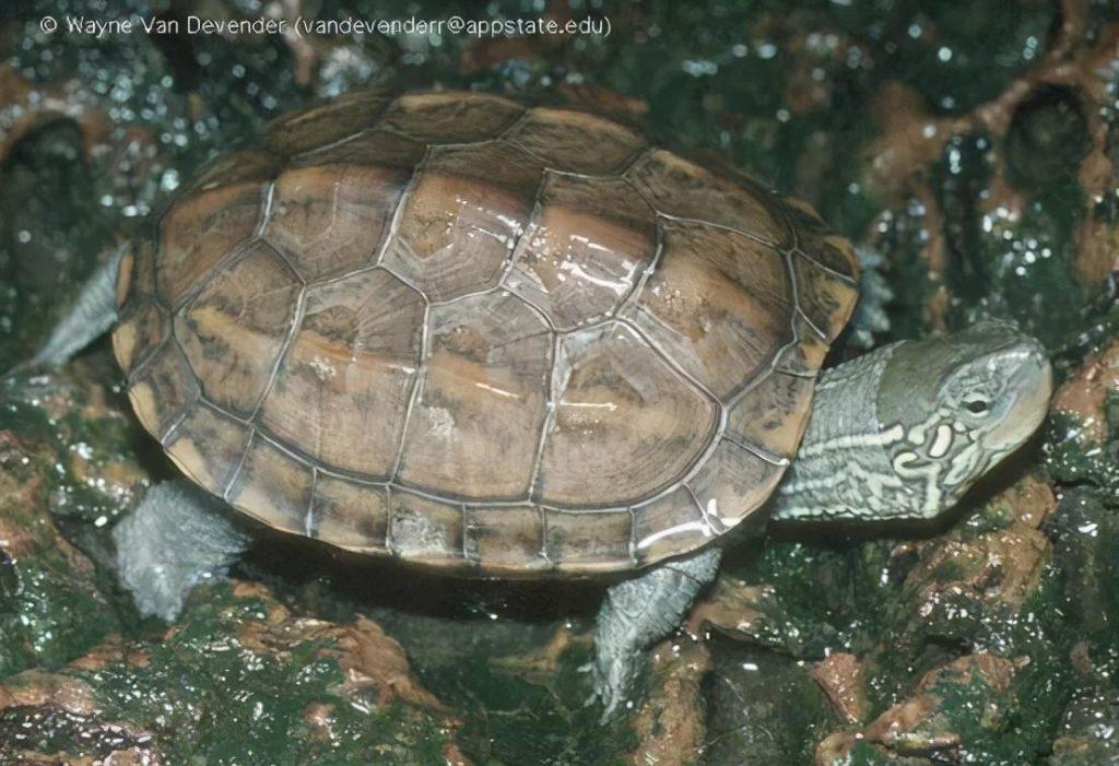 乌龟能活那么久？绝大多数的乌龟寿命20-30年左右