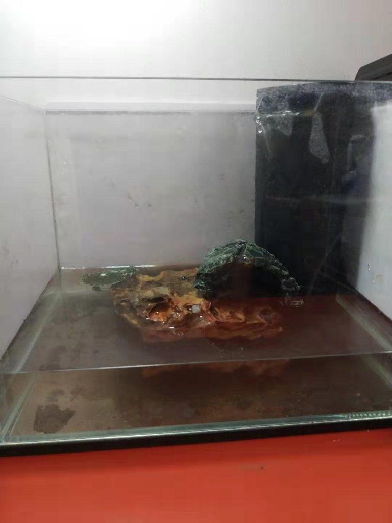 小乌龟怎么养？草龟之类水龟的饲养需要注意哪些？
