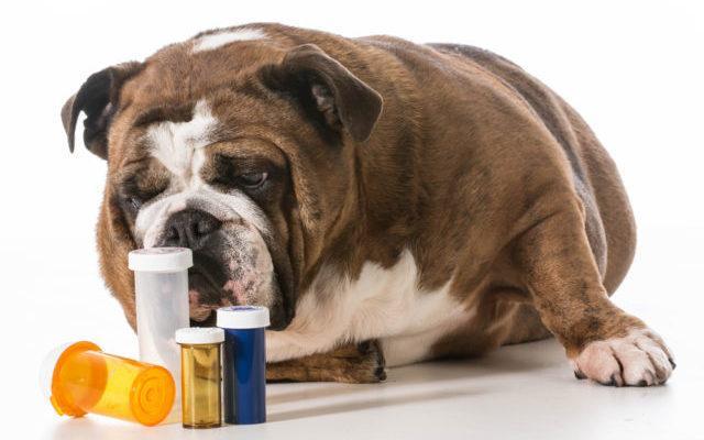 家中的这5种药物，一定要远离狗狗，吃下一颗就已经是过量了（狗吃什么药会立刻死亡）