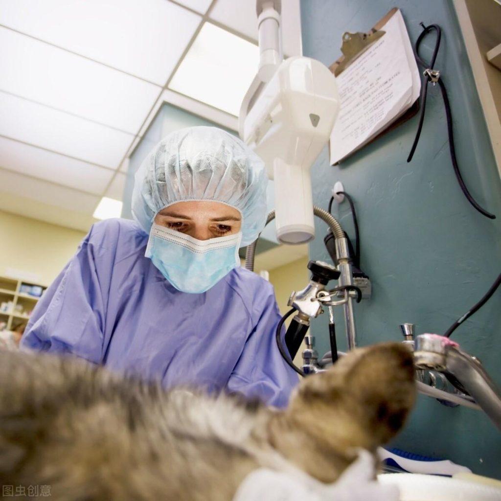 宠物手术为什么要麻醉？麻醉的分类有哪几种？